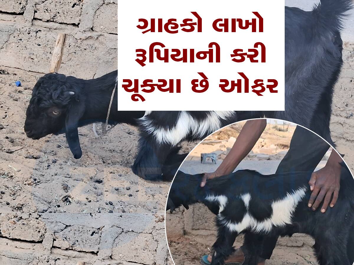 Unique Goat: સામાન્ય નથી આ બકરી, આની આગળ Luxury Car પણ લાગશે સસ્તી, જાણો શું છે ખાસિયત