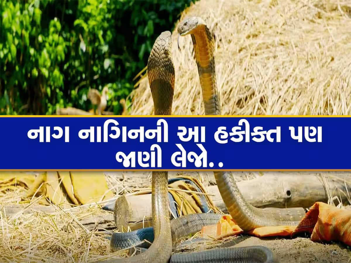 જો નાગને મારી નાખો તો નાગીન બદલો લે ખરા? આ 5 દંતકથાઓમાં કેટલું સત્ય