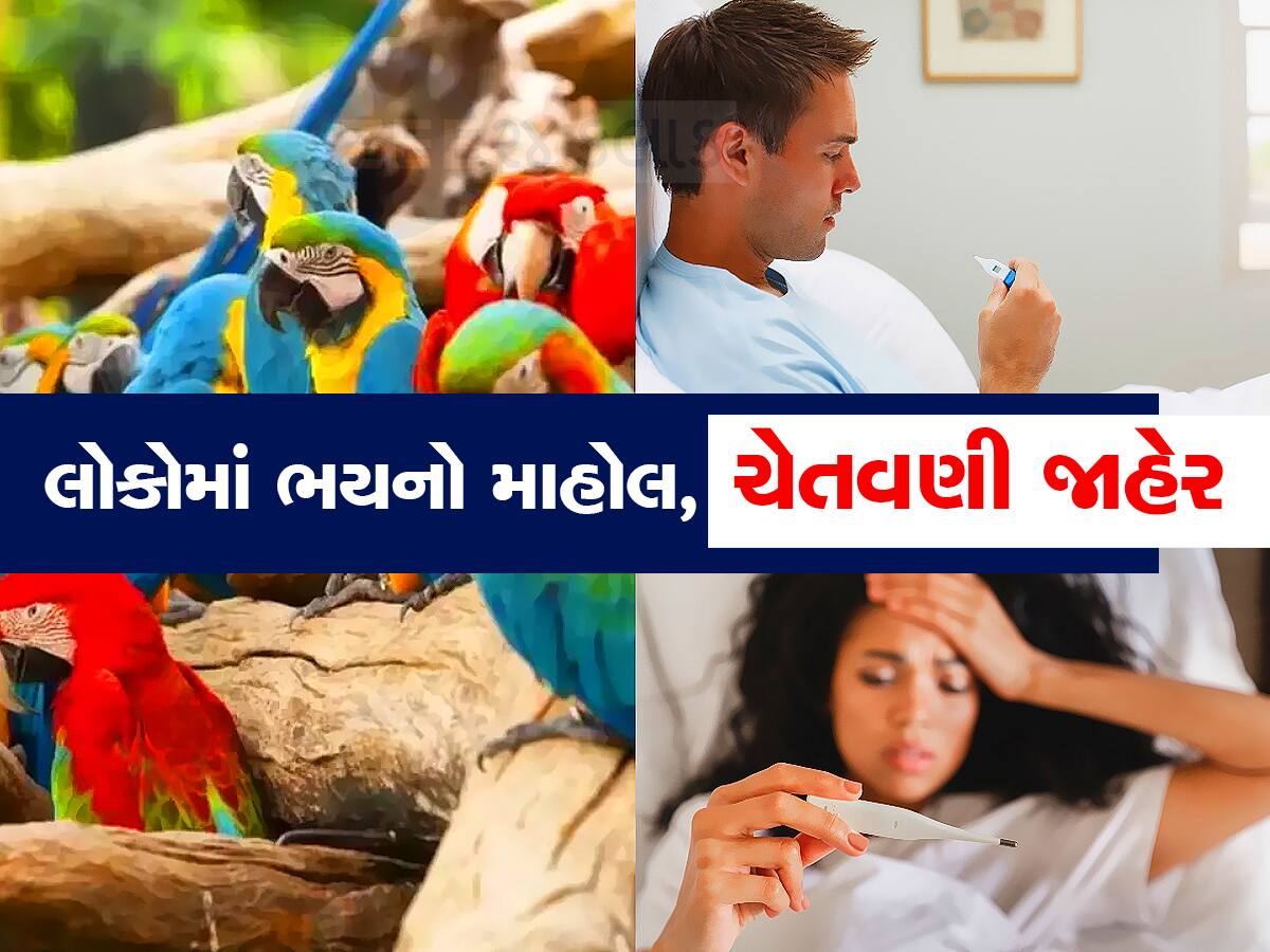 સાચવીને રહેજો... પોપટે લીધો 5 લોકોનો જીવ? દુનિયામાં મચી ગયો હડકંપ, ક્યાંક તમે ઝપટે ન ચડી જાવ