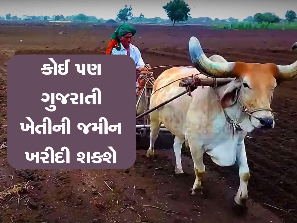 Agriculture Land: ગુજરાતમાં કોઈ પણ ગુજરાતી ખેતીની જમીન ખરીદી શકે? જાણી લો શું છે કાયદો અને નિયમો
