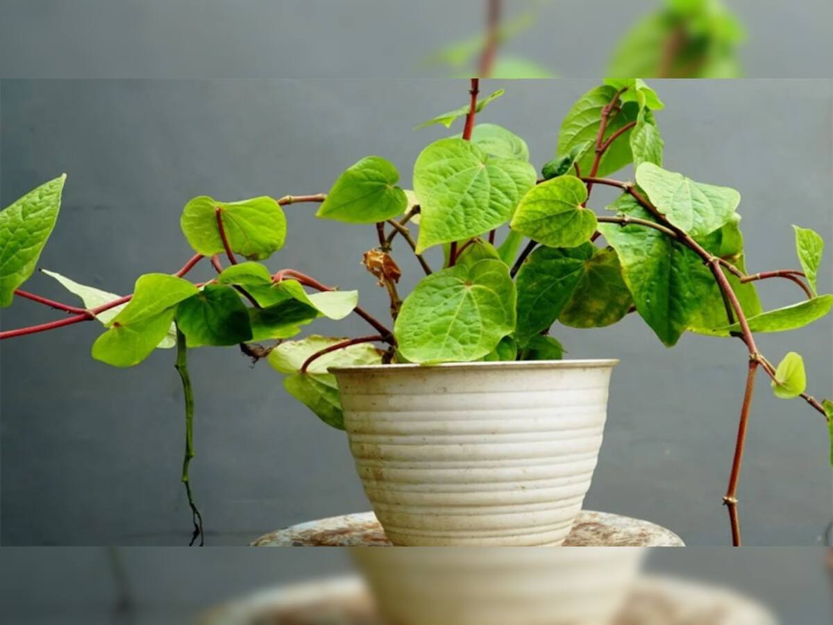 Betel Leaf Plant: ઘરે કુંડામાં જ સરળતાથી ઉગાડો નાગરવેલના પાન, ગણતરીના દિવસોમાં શરુ થઈ જશે કમાણી