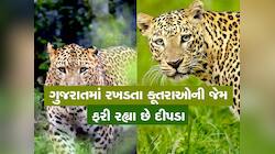 સુરતમાં દીપડાની સંખ્યા અઢી ગણી વધી, વનવિભાગે જંગલ પર નજર રાખવા લીધું મોટું પગલું 