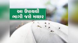 Tips & Tricks:શું તમારા ઘરમાં પણ છે મચ્છરોની ફોજ, ઝેરી મોસ્કીટોના બદલે વાપરો આ વસ્તુ
