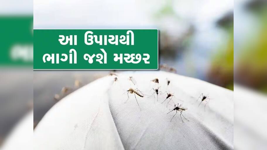 Tips: શું તમારા ઘરમાં પણ વધી ગયો છે મચ્છરોનો ત્રાસ, ઝેરી મોસ્કીટોના બદલે વાપરો આ વસ્તુ