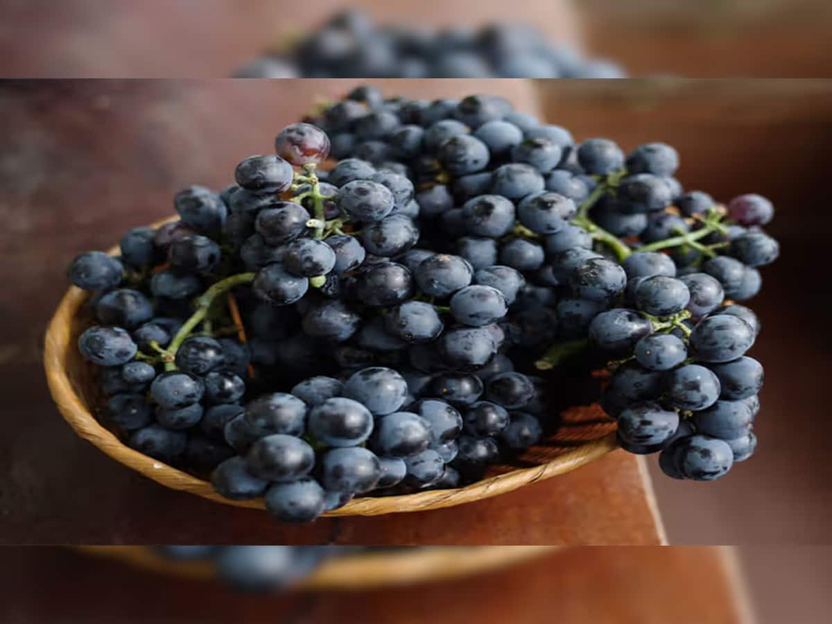 Black Grapes: સ્વાસ્થ્ય માટે વરદાન છે કાળી દ્રાક્ષ, જાણો આ સીઝનમાં ખાવાથી થતા ફાયદા વિશે