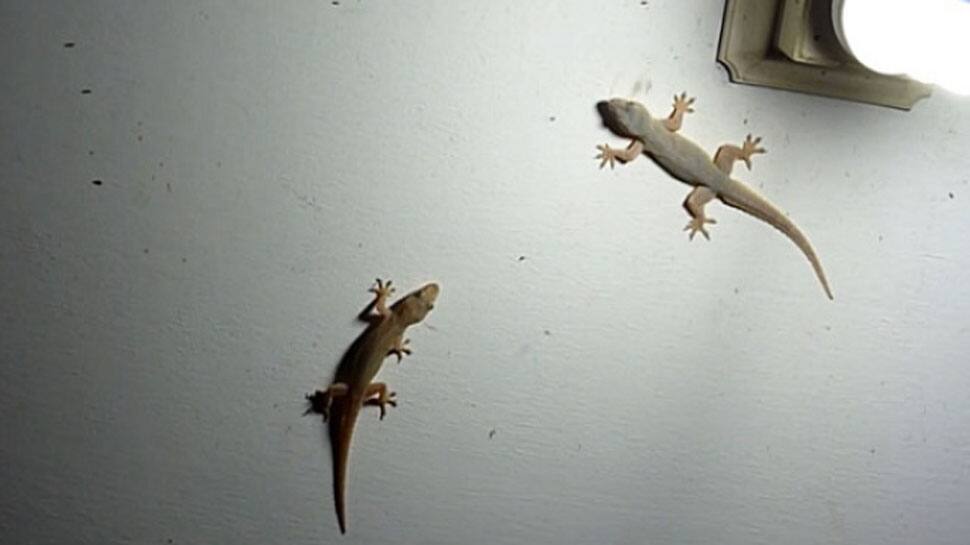 Lizards: 5 મિનિટમાં ઘરમાંથી છુ થઈ જાશે ગરોળી, રસોડામાં તો ફરકશે પણ નહીં, અજમાવો આ ઘરેલુ નુસખા