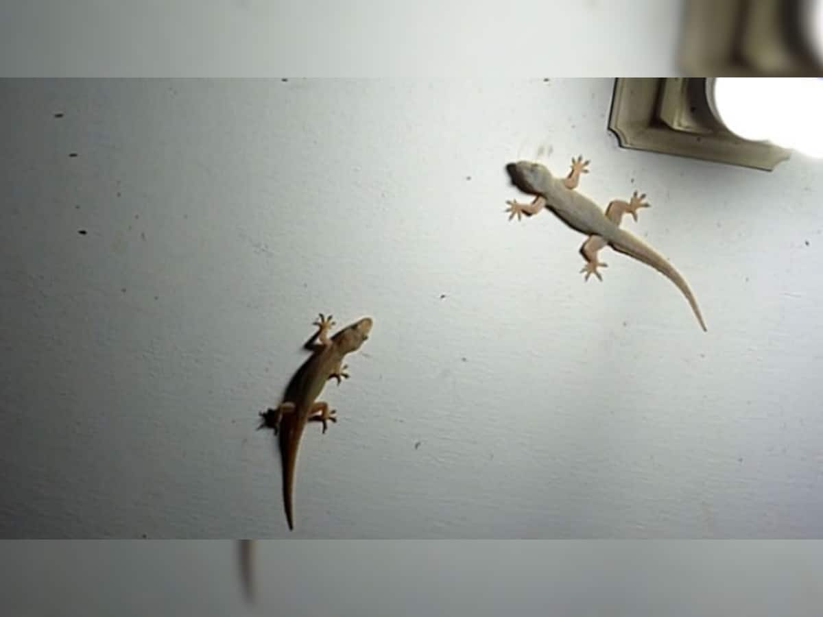 Lizards: 5 મિનિટમાં ઘરમાંથી છુ થઈ જાશે ગરોળી, રસોડામાં તો ફરકશે પણ નહીં, અજમાવો આ ઘરેલુ નુસખા