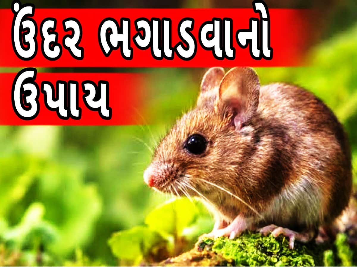 ઘર કે ઓફિસમાં ઉંદરોએ જમાવ્યો છે અડ્ડો? આ ઉપાયથી બે મિનિટમાં જગ્યા છોડી ભાગશે ઉંદરો