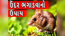 ઘર કે ઓફિસમાં ઉંદરોએ જમાવ્યો છે અડ્ડો? આ ઉપાયથી બે મિનિટમાં જગ્યા છોડી ભાગશે ઉંદરો