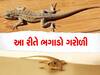 ડુંગળી, લસણ અને કાળા મરીનો ઉપયોગ કરીને આ રીતે ઘરમાંથી ભગાડો ગરોળી! ફરી ક્યારેય નહીં ફરકે