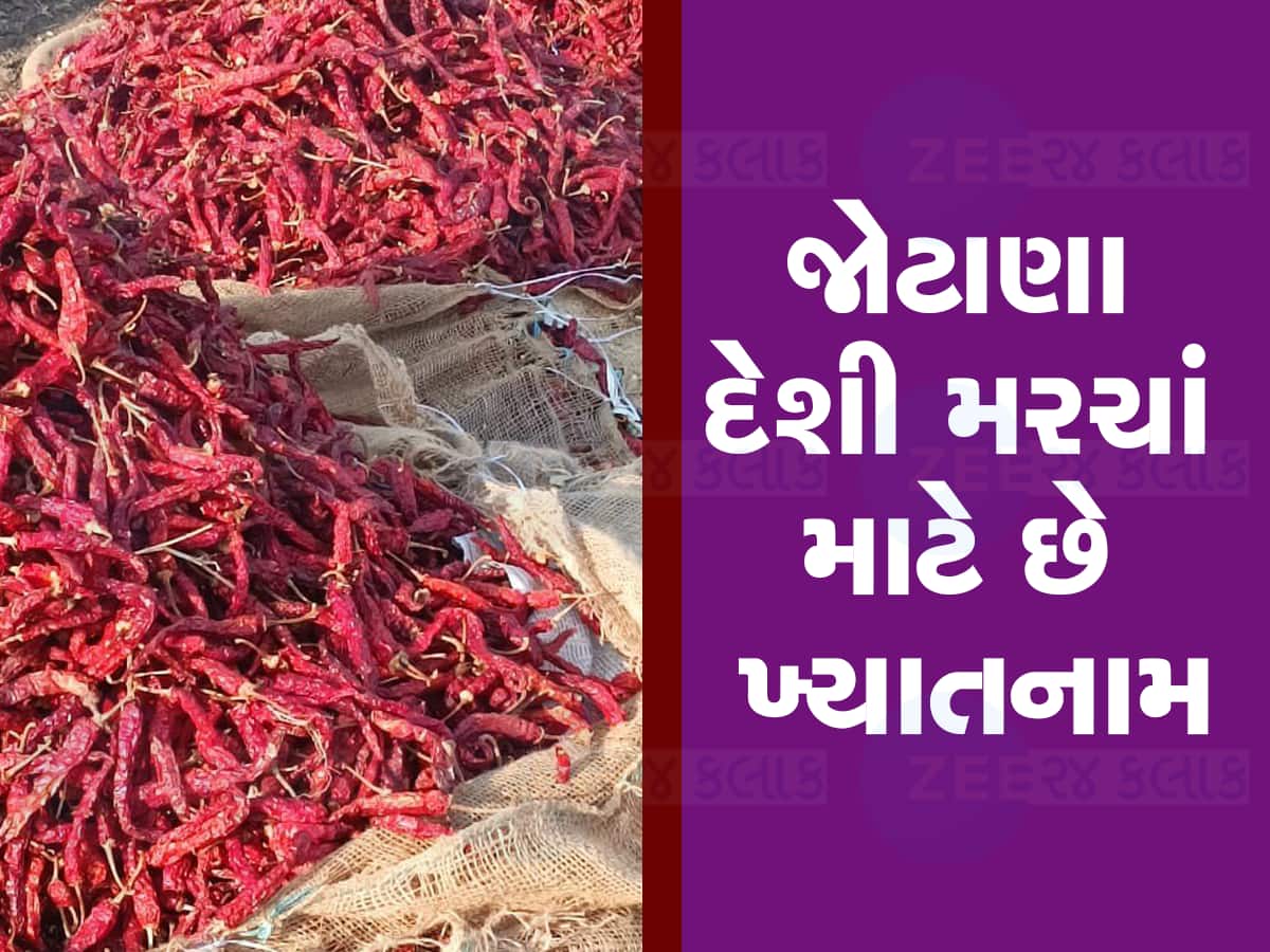 તમતમતું મરચું : ગુજરાતના આ મરચાં બારમાસી સિઝનમાં ભરવા માટે ફેમસ, જાણી લો કેવો છે ભાવ