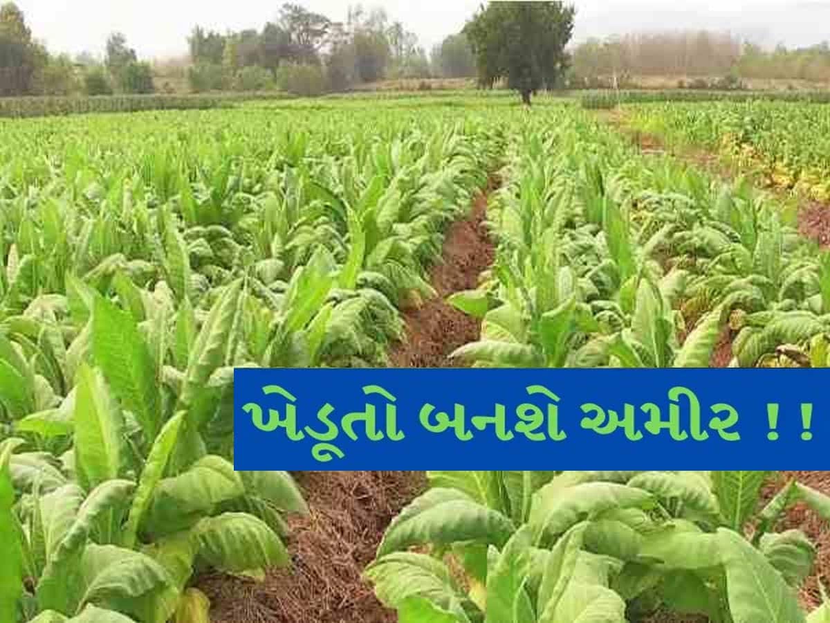 તમાકુ પકવતા ગુજરાતના ખેડૂતોને આ વર્ષે બખ્ખાં! ભાવ પહોંચ્યો ઐતિહાસિક સપાટીએ, સાંભળી હરખાશો!