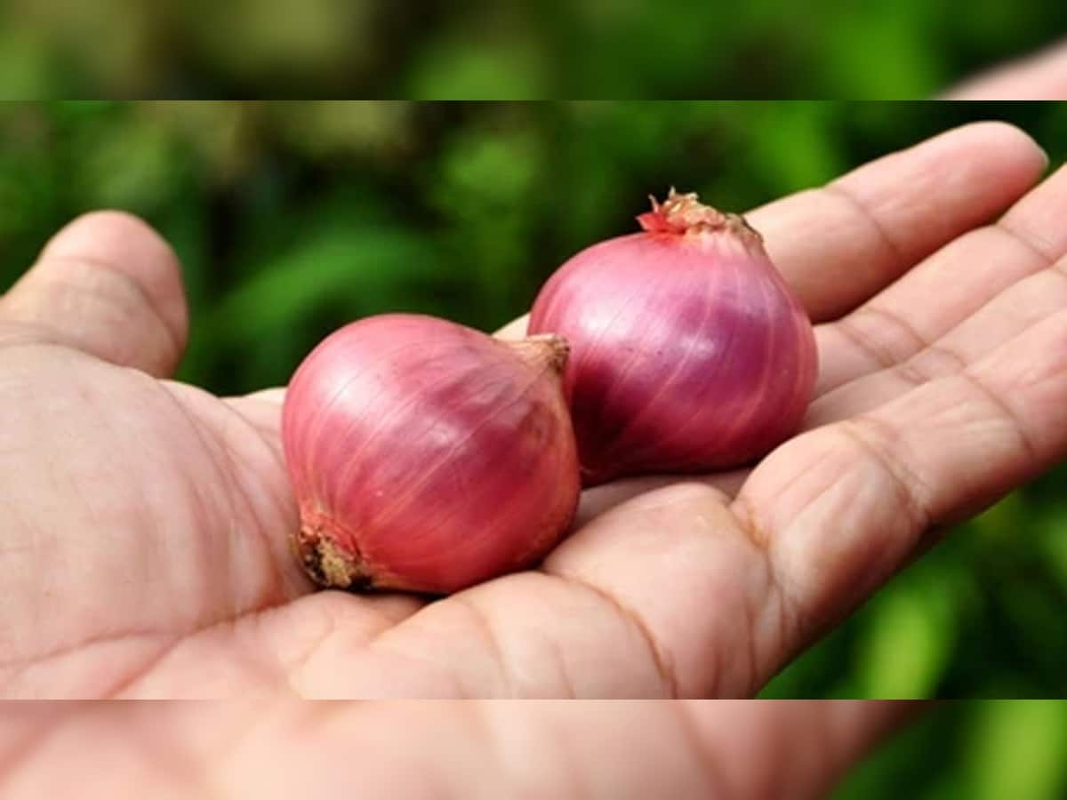 Onion: ખિસ્સામાં ડુંગળી રાખવાથી નથી લાગતી લૂ... જાણો આ વાત કેટલી સાચી અને લૂથી બચવા કઈ કઈ વાતનું રાખવું ધ્યાન