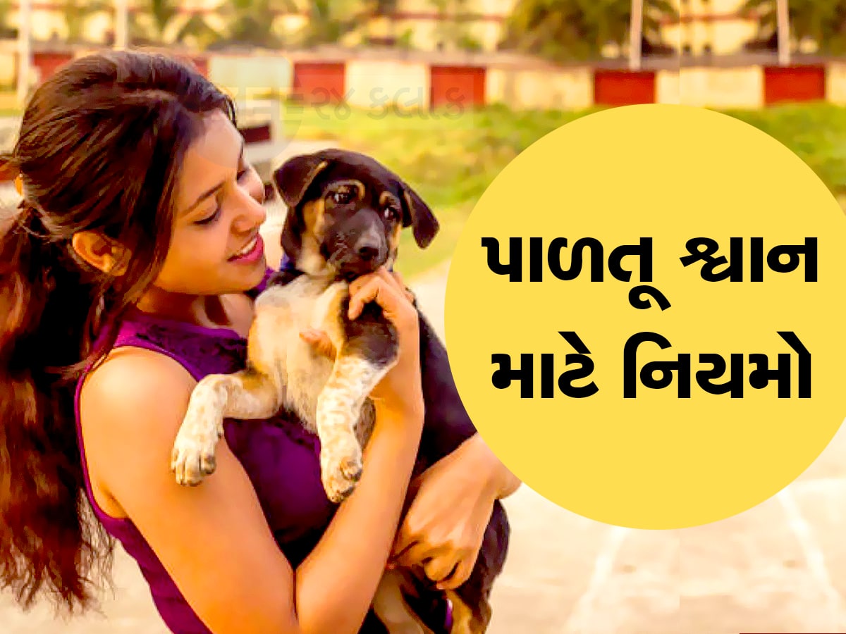 ગુજરાતના આ શહેરમાં હવે કૂતરું પાળવું હોય તો લાઈસન્સ લેવું પડશે, આવ્યો નવો નિયમ