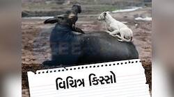 ભેંસને કૂતરું કરડ્યું અને આખો પરિવાર હડકવાની રસી લેવા દોડ્યો, ગુજરાતનો અજીબ કિસ્સો 