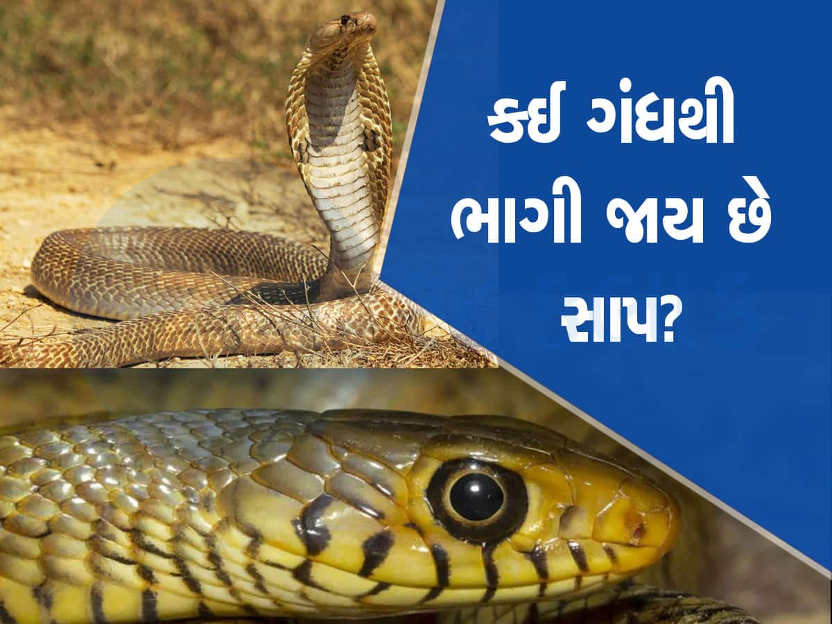 દુનિયામાં એવી કઈ વસ્તું છે જેની ગંધ સાપથી સહન થતી નથી, 'ઊભી પૂંછડી'એ ભાગી જાય છે? તમે પણ જાણો