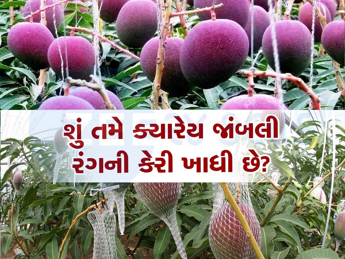 આ છે દુનિયાની સૌથી મોંઘી કેરી, 1 કિલોનો ભાવ 2.75 લાખ રૂપિયા, જાણો શું છે વિશેષતા