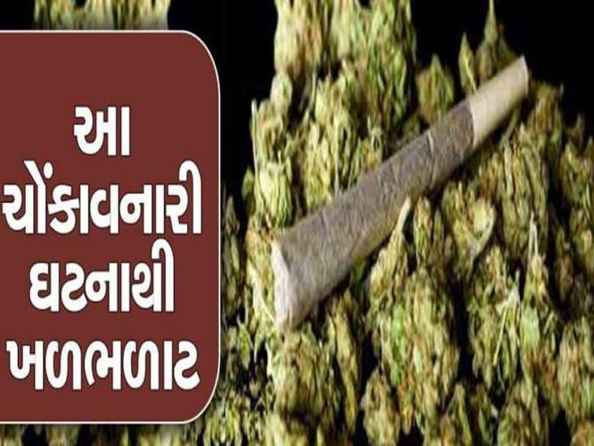 નશાનો કાળો કારોબાર; આંતરરાષ્ટ્રીય બજારમાં ડીમાંડ ધરાવતા ડિઝાઇનર ગાંજાના રેકેટનો પર્દાફાશ