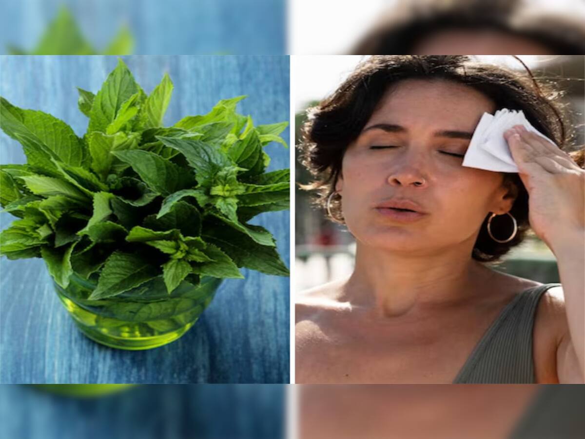 Herbs For Summer: ઉનાળામાં રોજ ખાવી આ 5 વસ્તુઓ, આંકરી ગરમીમાં પણ શરીર અંદરથી રહેશે Cool