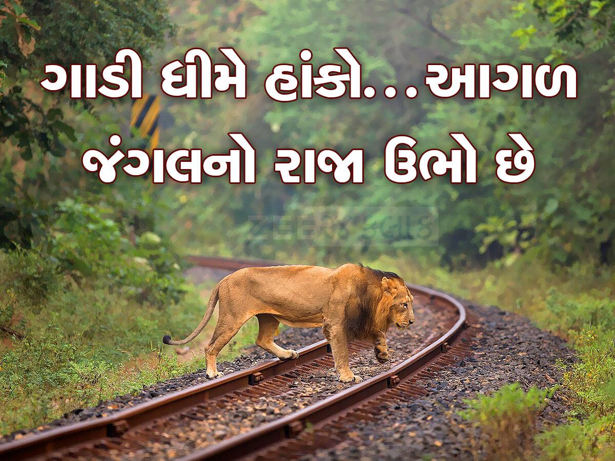 ગુજરાતમાં પહેલીવાર સિંહો માટે ઘટાડાઈ ટ્રેનોની સ્પીડ, 25 ટ્રેન આ વિસ્તારમાં આવતા જ ધીમી દોડશે