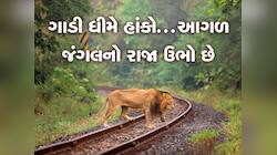 ગુજરાતમાં સિંહો માટે ઘટાડાઈ ટ્રેનોની સ્પીડ, 25 ટ્રેન આ વિસ્તારમાં આવતા જ ધીમી દોડશે