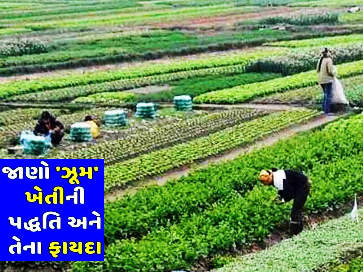 મસ્તીમાં ઝૂમી રહ્યાં છે ઝૂમ ખેતી કરતા ખેડૂતો! ગુજરાતના ખેડૂતો માટે લોટરી સમાન છે ઝૂમ ખેતી