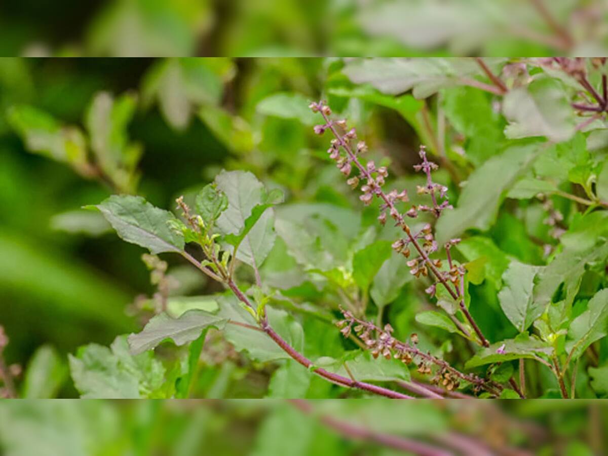 Guruwar Tulsi Upay: દર ગુરુવારે કરવો તુલસી સંબંધિત આ ઉપાય, ઘરમાં ધનની આવક બમણી થશે 