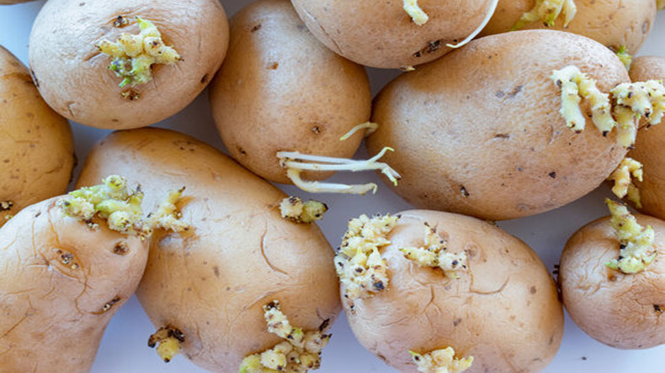 Sprouted Potato: ઉગેલા બટેટા ખાવાથી શરીર બની જાશે રોગોનું ઘર, જાણો આવા ...