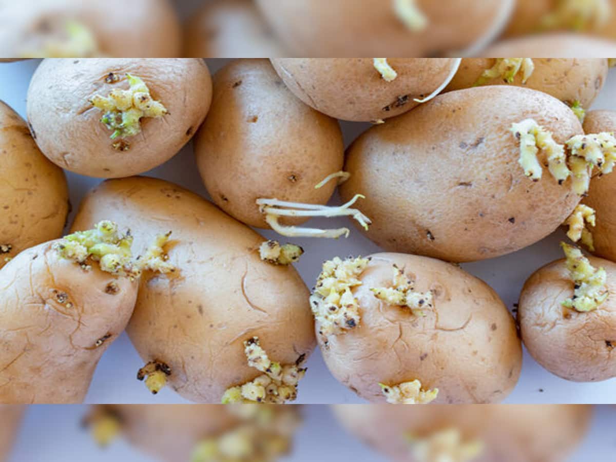 Sprouted Potato: ઉગેલા બટેટા ખાવાથી શરીર બની જાશે રોગોનું ઘર, જાણો આવા બટેટા ખાવાના નુકસાન વિશે