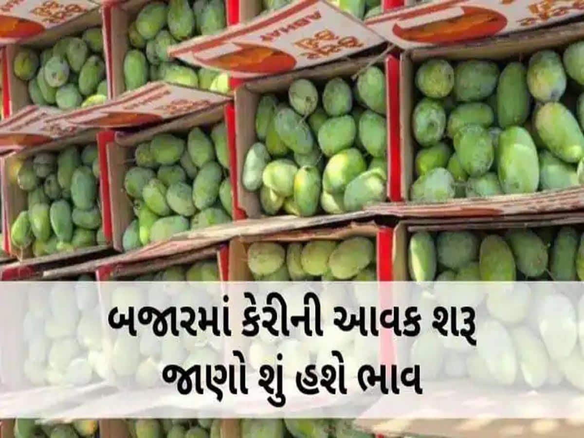 કેરીનો સ્વાદ આ વખતે મોંઘો: આંખે અંધારા લાવશે કેરીની પેટીનો ભાવ, આ કારણોએ ભાવ વધ્યા