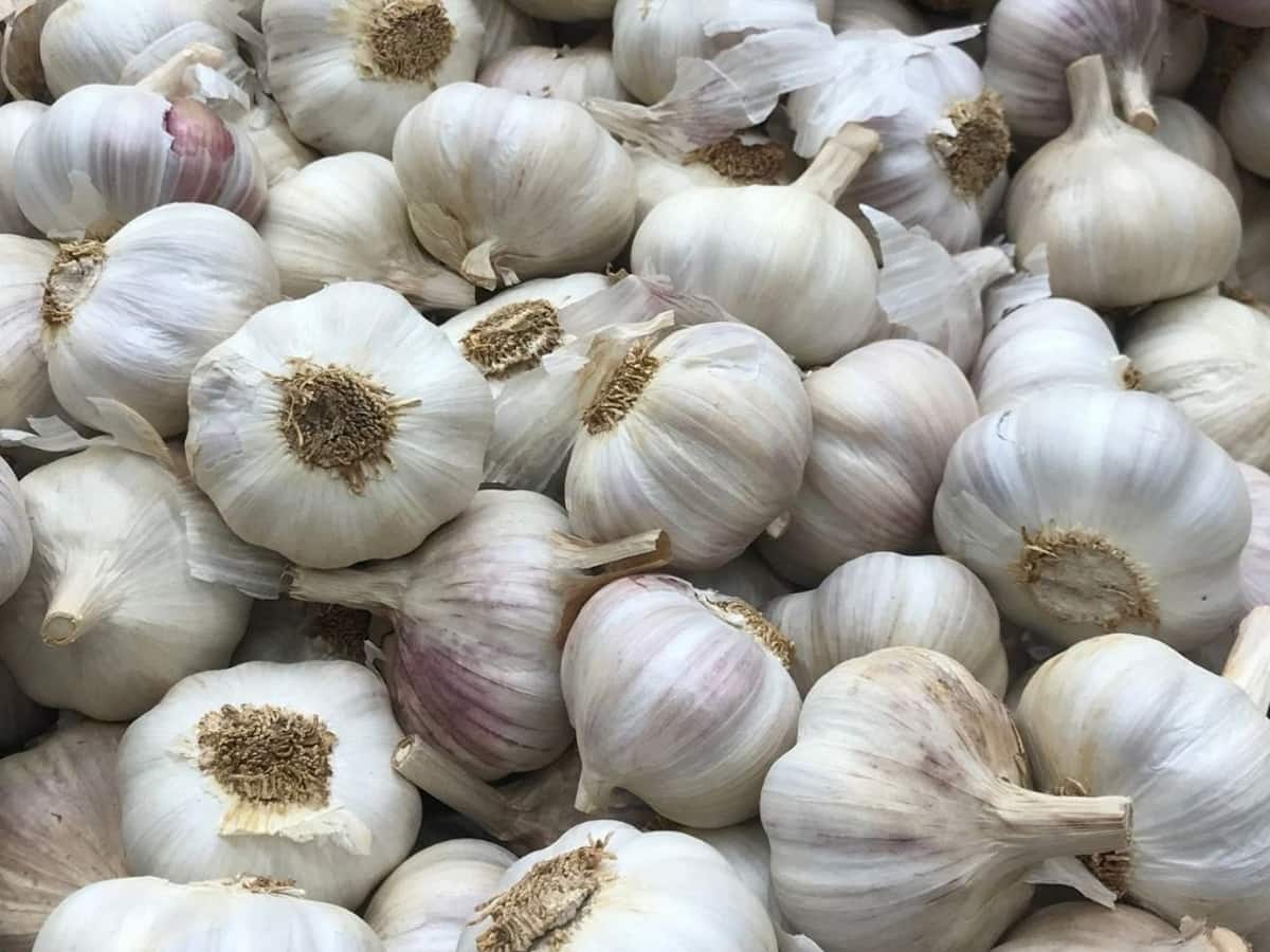 Garlic Peeling:  લસણ ફોલવાનું નામ સાંભળતા જ વધી જાય છે ટેન્શન? આ ઉપાયો દ્વારા ચપટીમાં થઇ જશે કામ