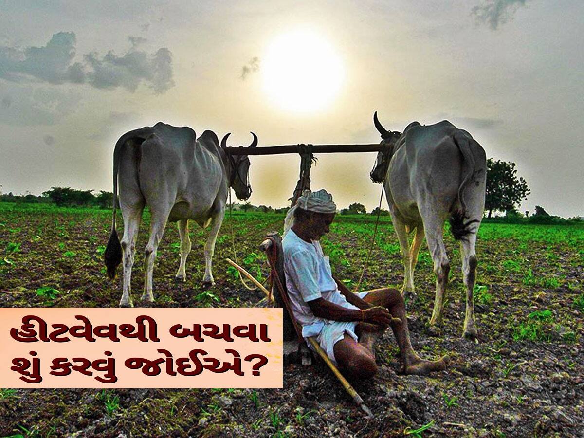 ગુજરાતના ખેડૂતો હીટવેવથી બચવા આટલું કરો, સરકારે જાહેર કરી એડવાઈઝરી