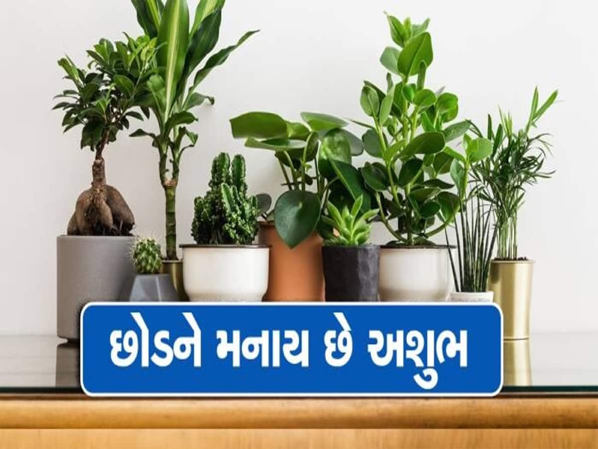 Vastu Tips:  આ વૃક્ષો અને છોડ છિનવી લે છે સુખ-ચૈન, મોટાભાગે દરેકના ઘરમાં હોય છે આ એક છોડ