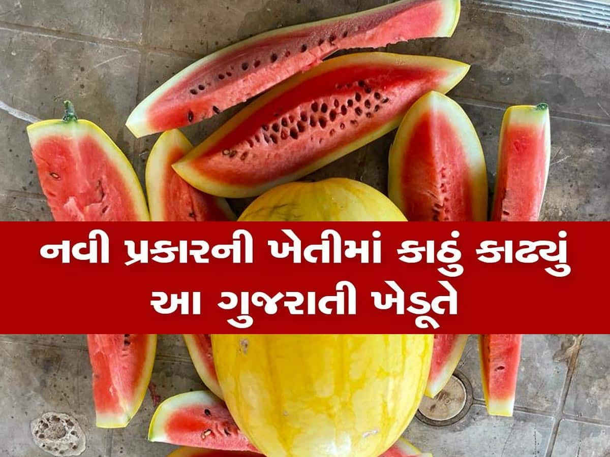 દરેક ખેડૂતો ખાસ વાંચે! ધોરાજીના પ્રગતિશીલ ખેડૂતે 7 પ્રકારના તાઈવાન તરબૂચનું કર્યું વાવેતર