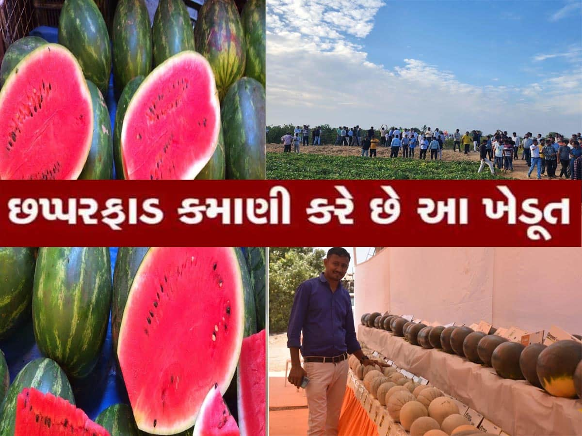 51000 રૂપિયાનું એક તરબૂચ! ગુજરાતના આ ખેડૂતે ઈતિહાસ રચ્યો, એક લાખનું કામ 1 હજારમાં કર્યું