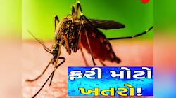 કેરળમાં મચ્છરોના કરડવાથી ફેલાઈ છે જીવલેણ બીમારી! શું ગુજરાતને ખતરો છે?
