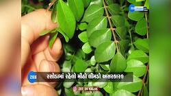 Curry Leaf: સવારે ખાલી પેટ ચાવો મીઠો લીમડો, 4 બીમારીમાં મળશે જોરદાર રાહત