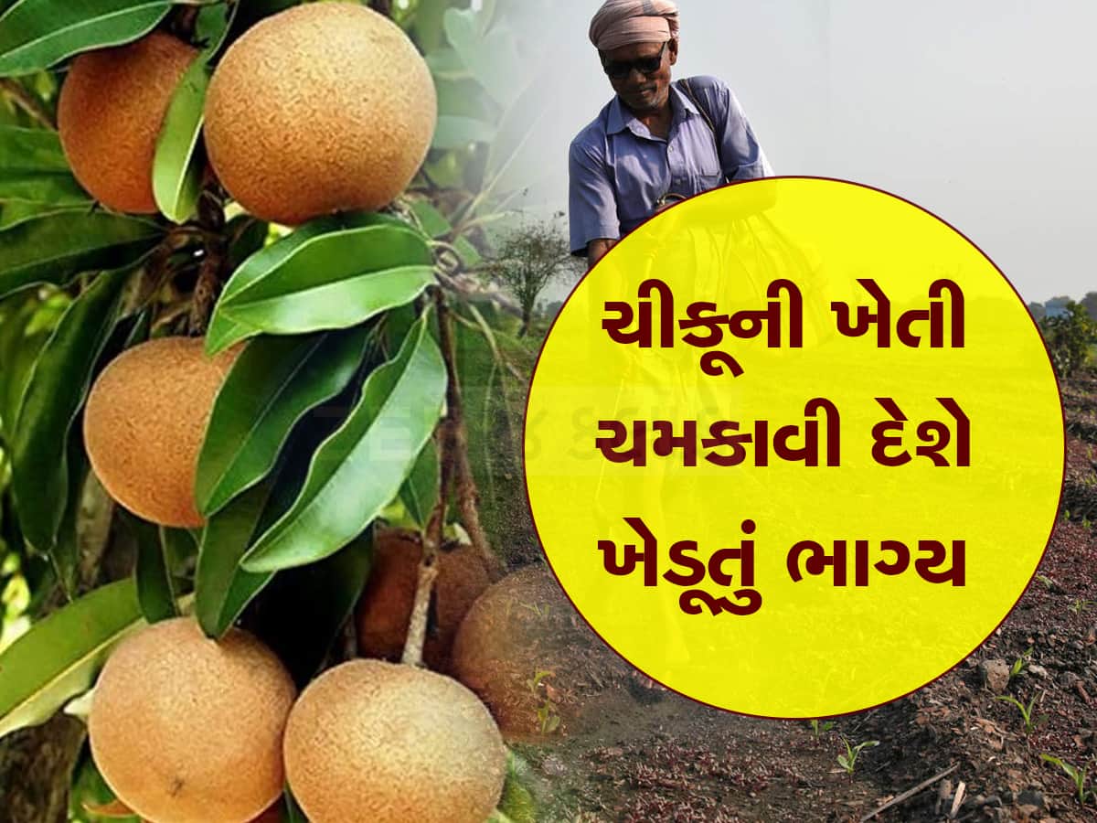 હવે ચીકૂની ખેતી ગુજરાતના ખેડૂતોને બનાવશે લાખોપતિ, ટ્રેકટર નહી મર્સિડીઝ લઇને જશે ખેતરે