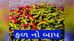 મોંઘા ફળોનો બાપ છે કીડા જેવું દેખાતું આ ફળ! 12માંથી માંડ બે મહિના જ દેખાય છે બજારમાં