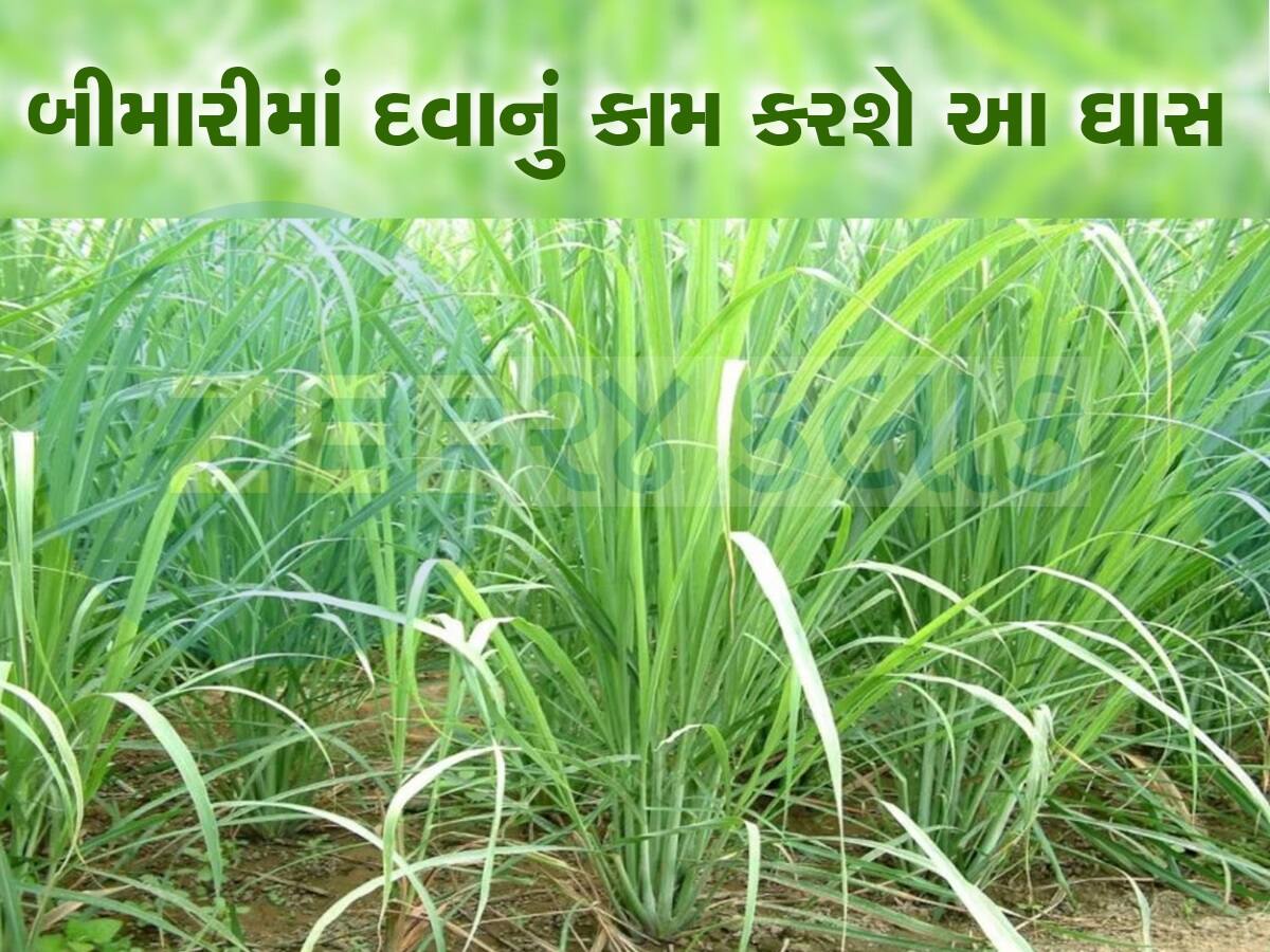 ખુબ કામનું છે આ ઘાસ, ડાયાબિટીસ, કફ અને ગેસ જેવી બીમારીઓ પળવારમાં ઠીક કરી દેશે