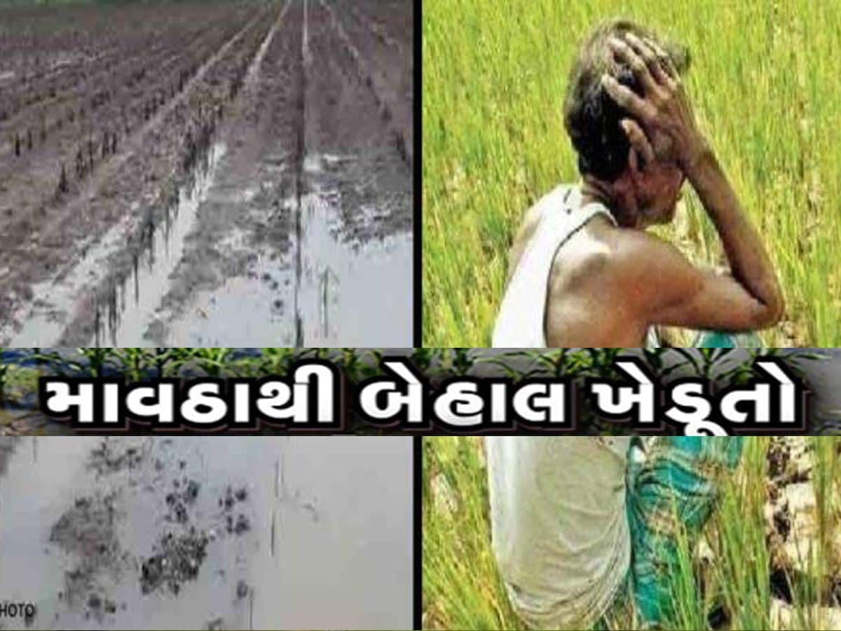 Gujarat Weather: બાગાયતનો સોથ વળ્યો! અન્નદાતા પર આફત બની વરસેલા વરસાદનો આ છે રિપોર્ટ, ખેડૂતોની હાલત ખરાબ