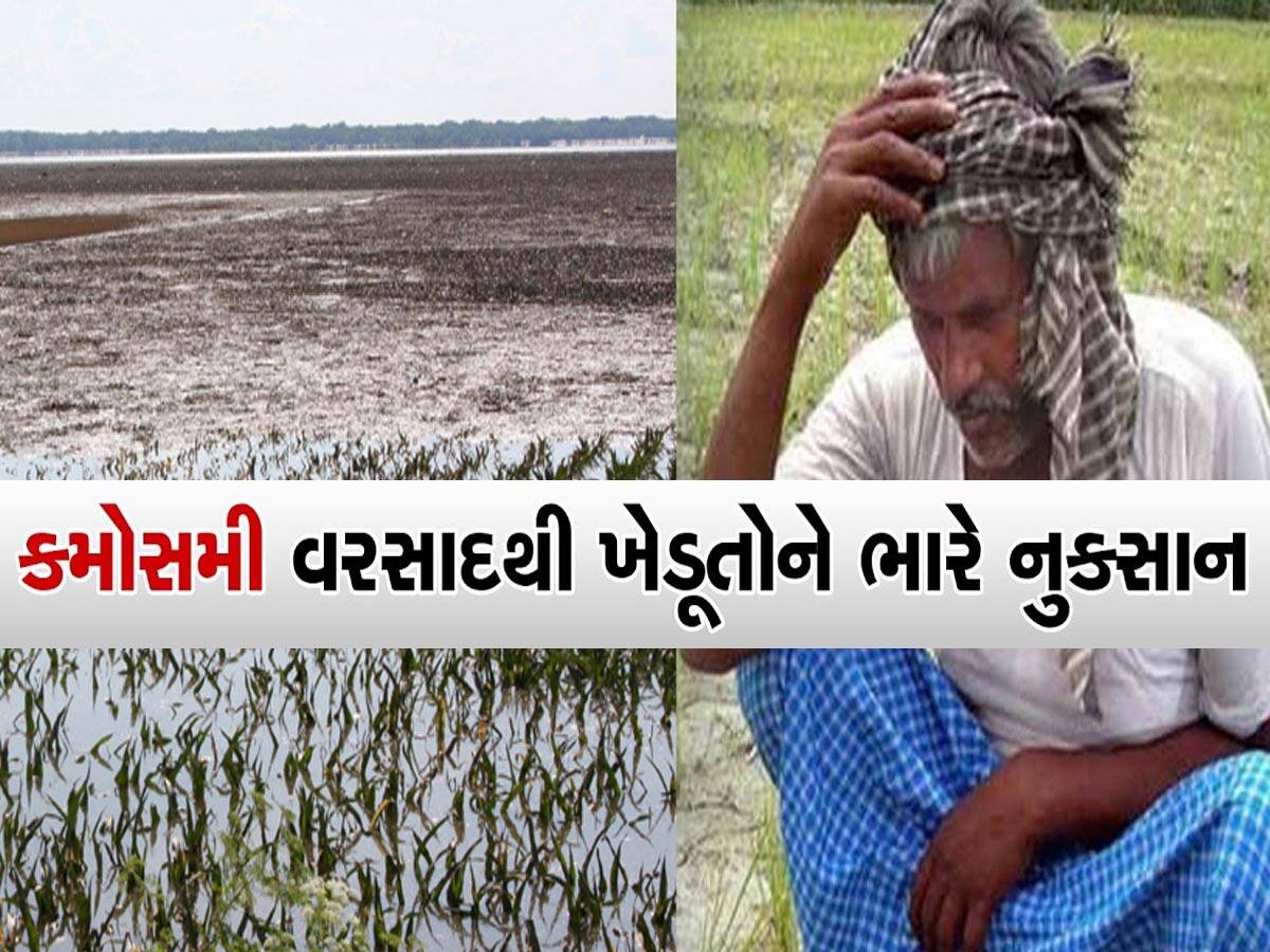 ગુજરાતમાં માવઠું એવું વરસ્યું કે પાક હવે લણણી લાયક રહ્યો નથી, આ પાકોમાં થયું છે ભયંકર નુક્સાન