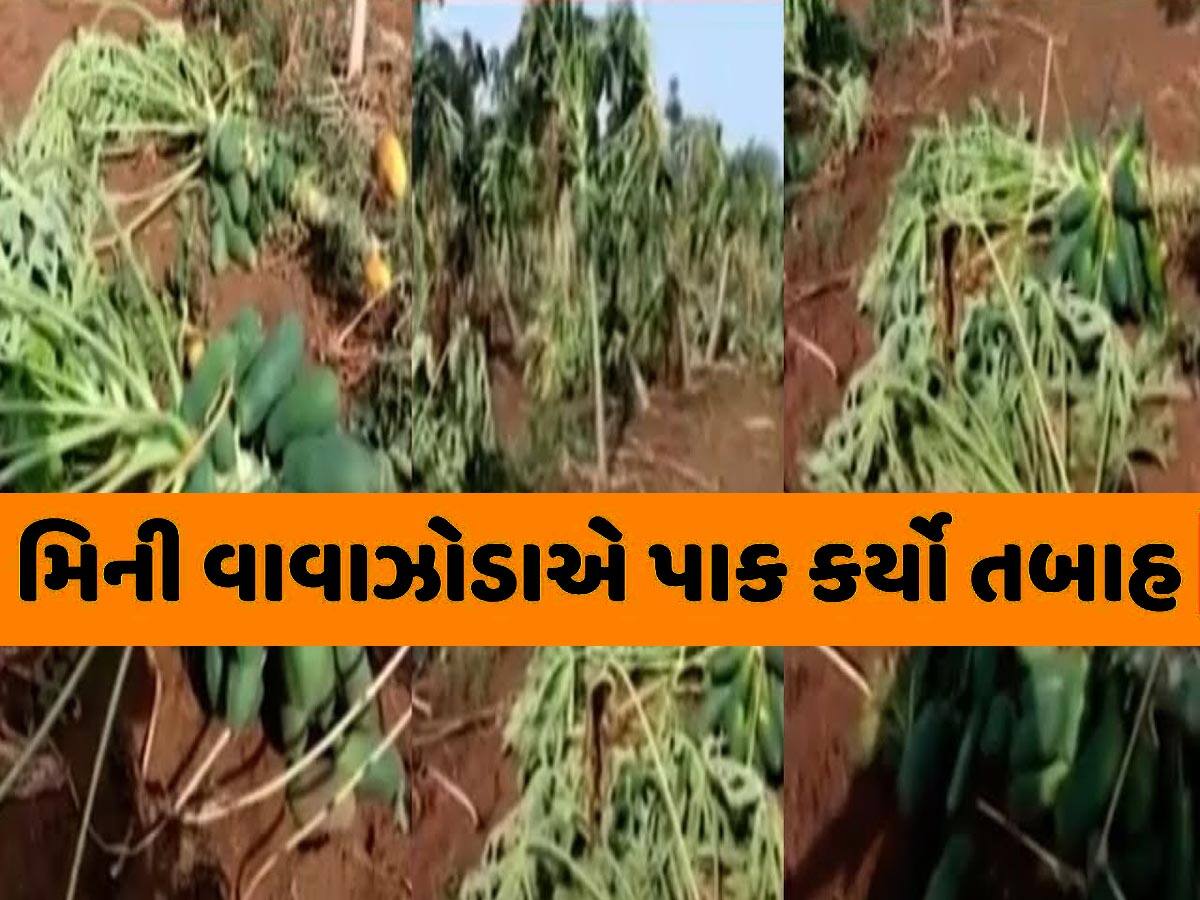 ગુજરાતમાં કુદરતની થપાટે પલવારમાં તહસનહસ! પપૈયાનો સોથ વળ્યો, એક ખેડૂતને તો 15-20 લાખનું નુકસાન