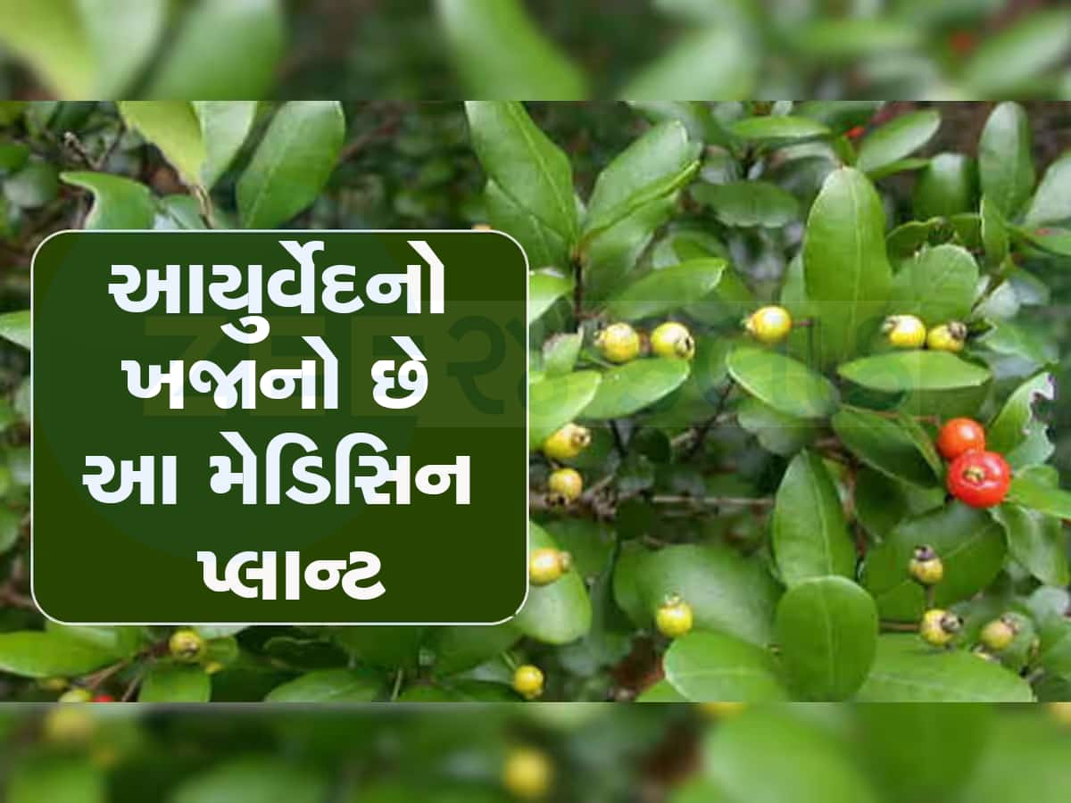 એક સમયે નદી કાંઠે હતું આ દુર્લભ વનસ્પતિનું જંગલ, હવે ગુજરાતમાંથી થઇ રહી છે ગાયબ