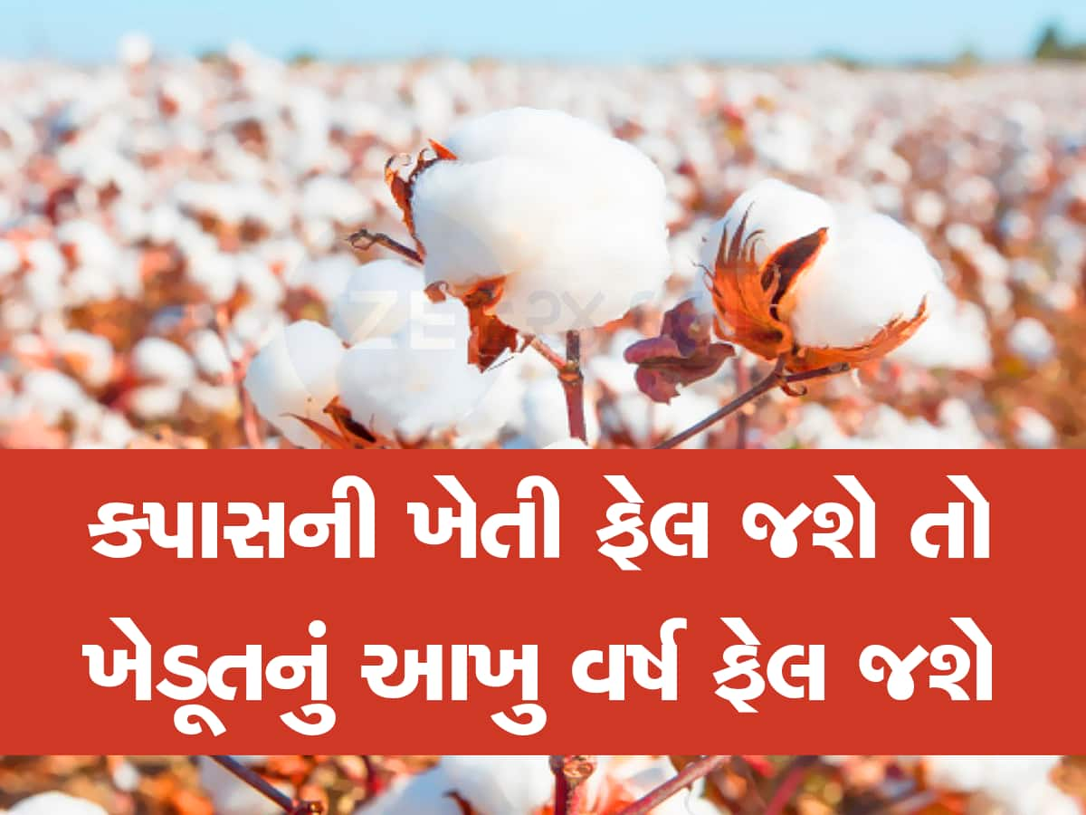 જો જો છેતરાતા નહિ! કપાસના ખેડૂતો માટે સરકારે બહાર પાડી ગાઈડલાઈન, નહિ તો 8 મહિનાની મહેનત માથે પડશે