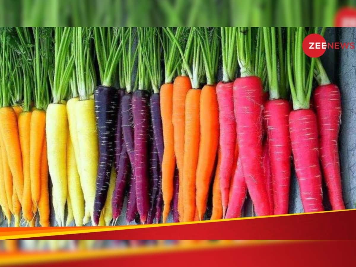 Carrot For Weight Loss: આ કલરનું ગાજર વજન ઘટાડવામાં કરશે મદદ, મળી શકે છે સ્લિમ ફિગર
