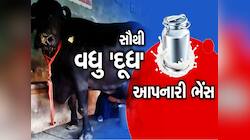 અચાનક કેમ ચર્ચામાં આવી ગઈ ગુજરાતની આ ભેંસ? કામ અને કિંમત જાણીને ચોંકી જશો
