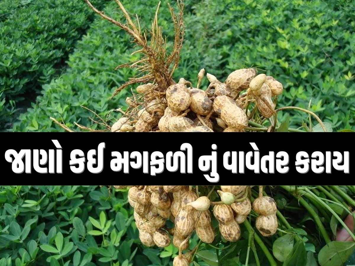 જાણી લેજો, ફાયદામાં રહેશો! મગફળીનું વાવેતર કરતાં ગુજરાતના ખેડૂતો માટે સરકારે જાહેર કરી માર્ગદર્શિકા