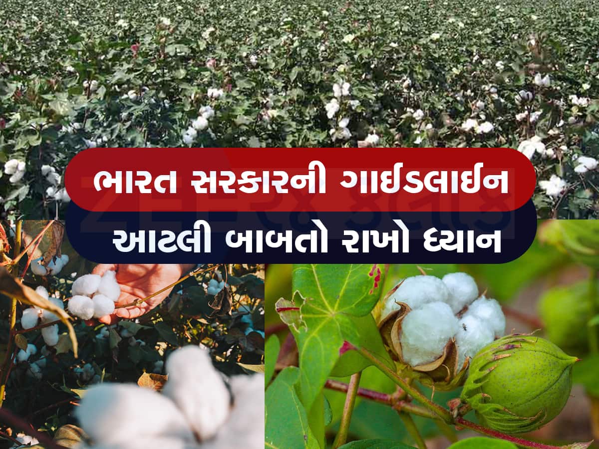 Farmer News: 'સફેદ સોના'ની ખેતી કરતા ગુજરાતના ખેડૂતો માટે ખાસ ટિપ્સ, ઢગલાબંધ ઉતરશે પાક