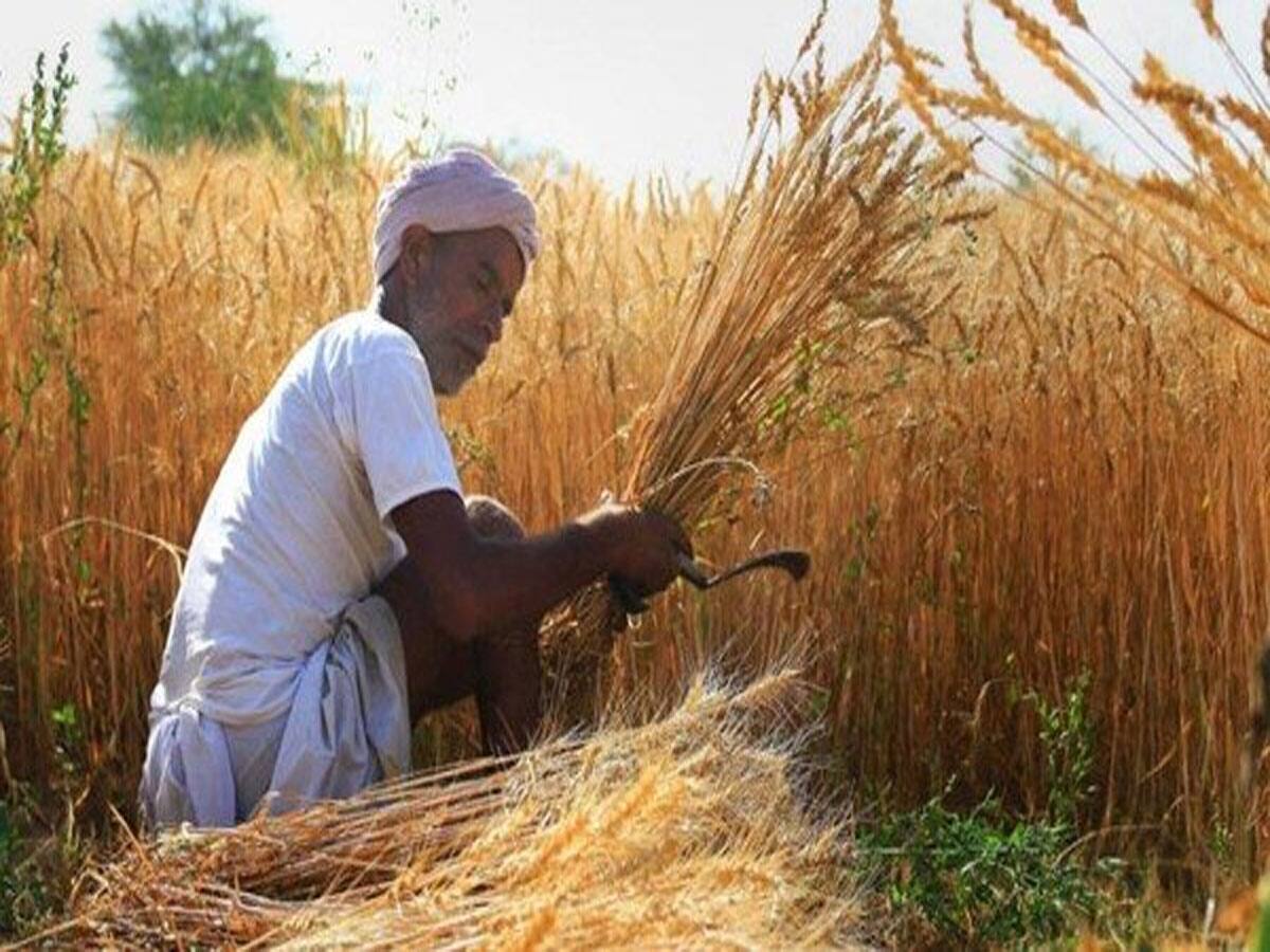 એક પાક ઉગાવીને ખુશ થઈ ગયા ગુજરાતના ખેડૂતો, માર્કેટમાં મોં માંગ્યા ભાવ મળ્યા